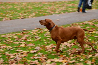 DSC_0470 (Large).JPG